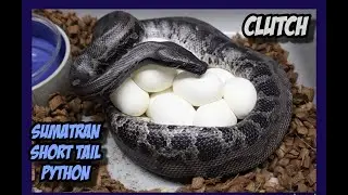 Last Sumatran Short Tail Python Clutch!