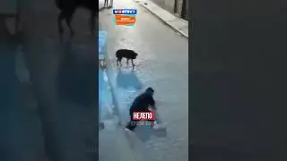 ПЁС НАКАЗАЛ МУЖЧИНУ ЗА ЭТО!