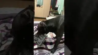 Любимая игрушка 