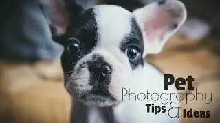 Pet Photography Tips and Ideas