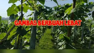 gambas(oyong) berbuah lebat sekali