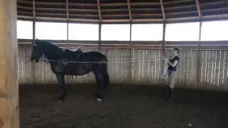 Первое занятие на вожжах.