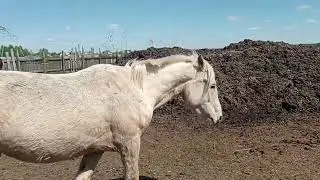 Лялька и жеребец встретились