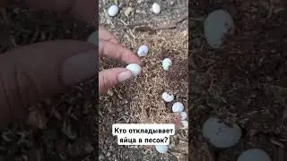 находка в песочнице,вопрос кто их отложил?