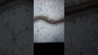 DEADLY WORMS INVADE TEXAS JULY 2024