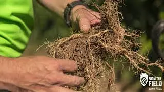 From the Field - Corn Root Systems