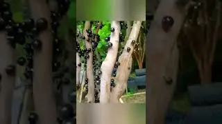 #жаботикаба