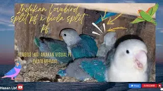 Indukan lovebird split pf x biola split pf tembus lagi visual pf (mata merah)