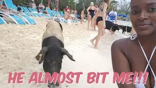 Swimming with pigs in the Bahamas | TRINIDAD YOUTUBE