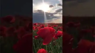 flowers#like#aboneol #keşfet