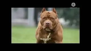 top 19 fotos de Pitbull