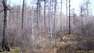 Огромный гуран на знаменитой тропе