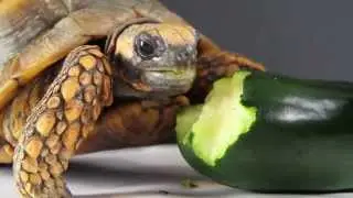 Happy National Zucchini Day!
