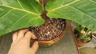 琴叶榕状态更新