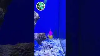 NANO MARIN 