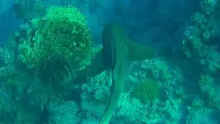 Leopard Shark. Леопардовая акула. Stegostoma fasciattum.