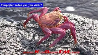 Yengeçler neden yan yan yürür ? - Cahillikler Köşesi