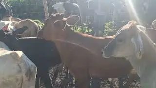 QUER COMPRA SEU BORVINIO BARATO VENHA PARA O  CORRAL EM SANTANA DO IPANEMA AL DIA 11/08/2024