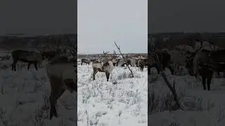 У оленя ободралась шкура и висит на голове.
