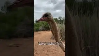 The ostrich capital of the WORLD?! 🇿🇦