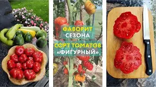 Фаворит этого сезона: сорт томатов 