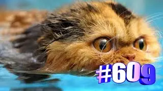 Коты и вода (часть1)😍💯😘🐱