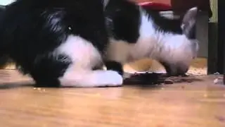 Кот кайфует