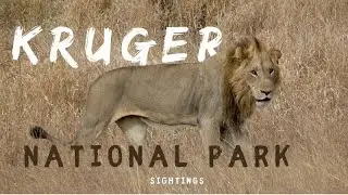 Kruger National Park Latest Safari Sightings