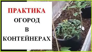 Огород в контейнерах. Тонкости выращивания.