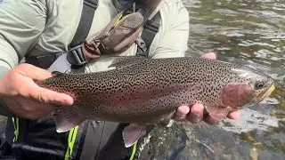 BIG Rainbows and Double Wild Browns