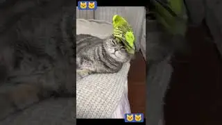 Funny cats 😎😎🐱🐱