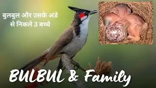 हमारे नये घर में बुलबुल चिड़िया का घोंसला और उसके बच्चे  Newborn Baby Birds Bulbul #birds #wildlife
