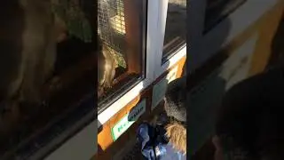 Обезьяна Ксюша 2