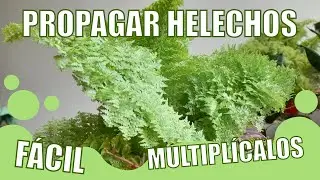 Cómo MULTIPLICAR los HELECHOS, Propagación del helecho rizado