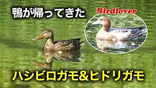 公園の池に鴨が帰ってきた！ハシビロガモ・ヒドリガモ