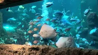 SeaWorld Ancol, aquarium utama