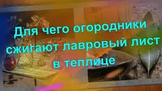 Для чего огородники сжигают лавровый лист в теплице?