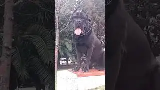 Strike a Pose..!!! / CANE CORSO #shorts