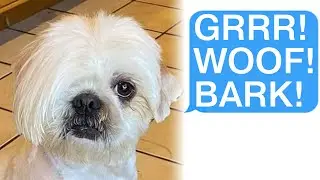 r/AITA Me and My Dog Became Karens!
