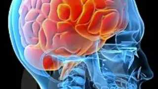 Human nervous system part 2.