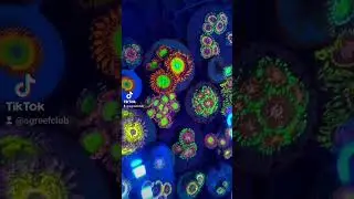 zoa collectors #aquarium #marineaquarium #sgreefclub #src #marineaquarium #saltwateraquarium