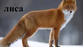 слова обозначающие предметы
