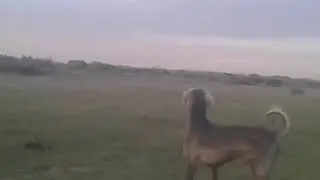 Көк Қасқа тазы .