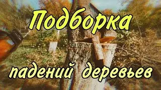 Валка / спил деревьев  методом промышленного альпинизма. Арбористика #logger #lumberjack #youtube