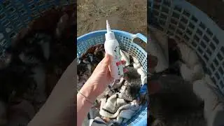 Уличная Кошка родила и бросила котят через неделю. Пытаюсь выкормить