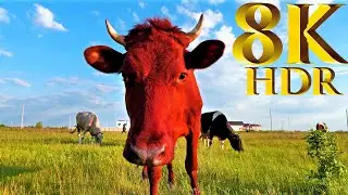 Super Quality 8K HDR 60FPS (FUHD) Demo DOLBY VISION
