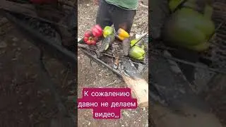 Кебабы#shorts