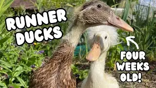 Baby Ducklings First Day in the Garden | Runner Ducks