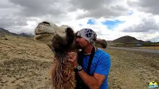 Верблюды как кошки/ Горный Алтай