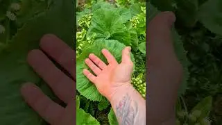 ГИГАНТСКИЙ агрессор в вашем саду!